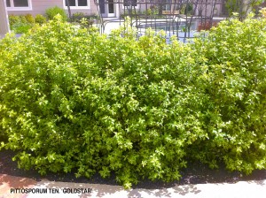 Pittosporum tenuifolium 'Goldstar'